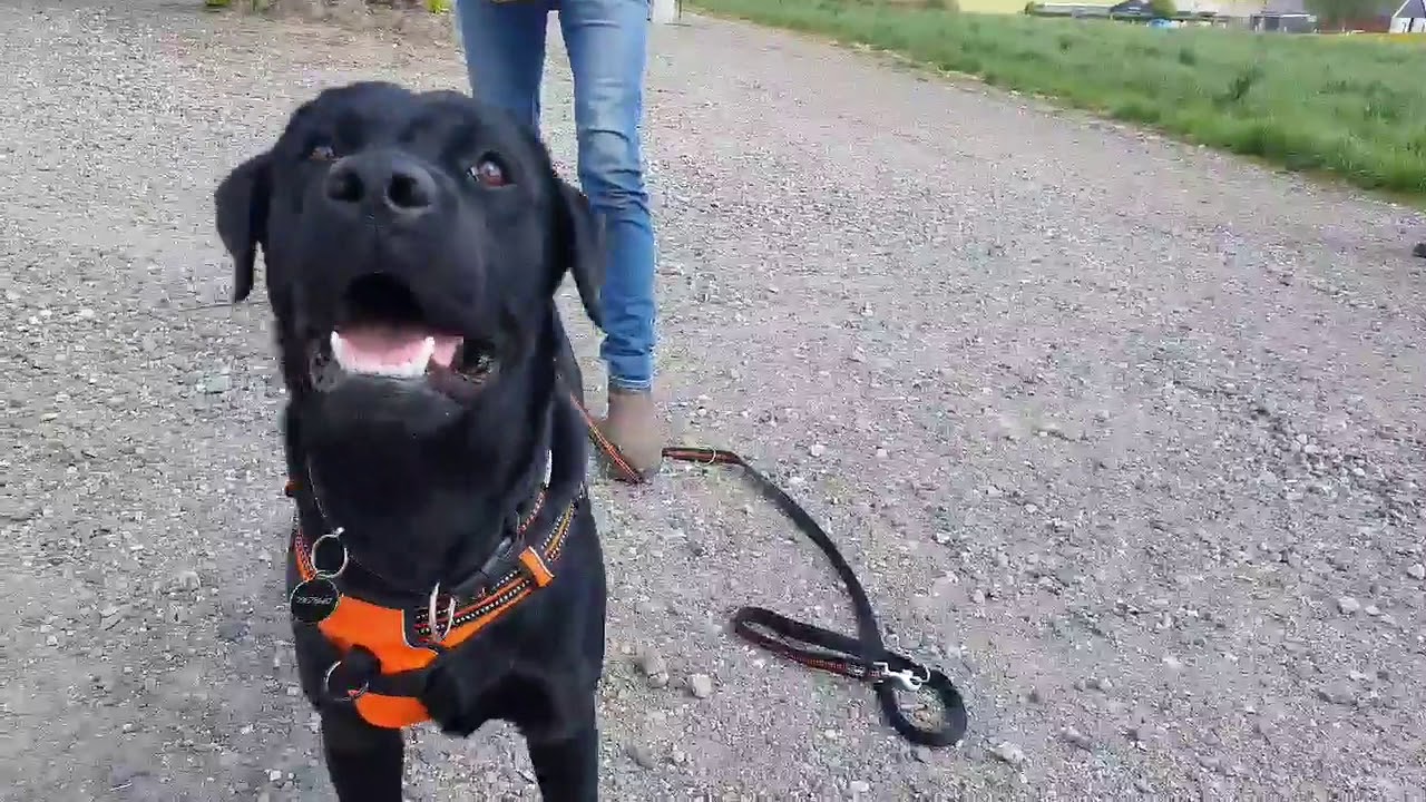 8 AF 10 HUNDE TRÆKKER 👉 ER DIN HUND EN AF DEM? I onlinehund.dk 🐾