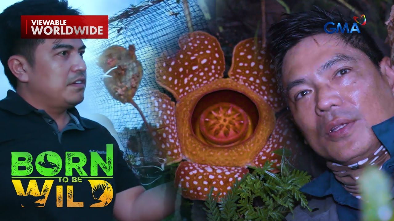 Wild Wonders- Tarsier Rescue & Rafflesia Bloom | Born to Be Wild (Full Episode)