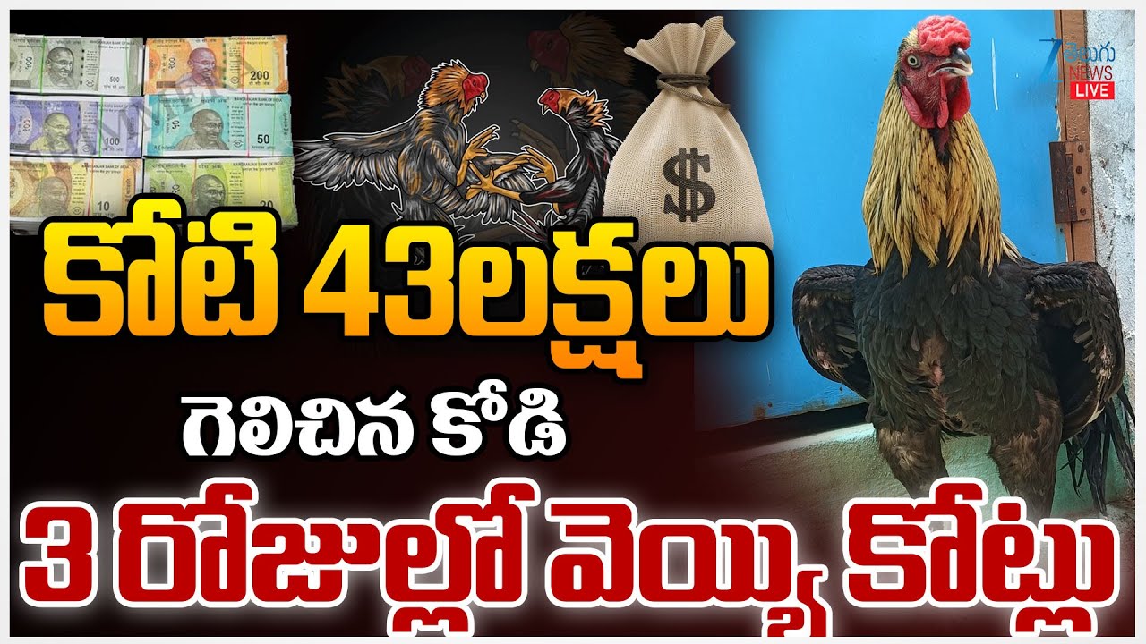 LIVE: Sankranti Celebration Andhra Pradesh | కోటి 43లక్షలు గెలిచిన కోడి 3 రోజుల్లో వెయ్యి కోట్లు