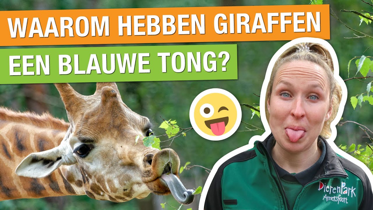 IK BEN VOOR EEN DAG GIRAFFENVERZORGER! 😅🦒 | Carlijns Dierenvraag #7