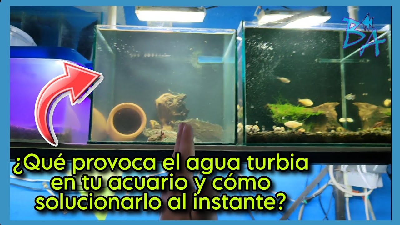 cómo evitar agua turbia y solucionarla