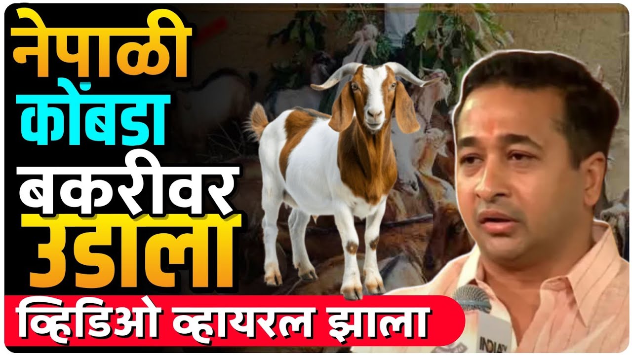 नेपाळी नितेशवर बोकडाचा हल्ला ? नितेश चढला झाडावर | by ashish Magar sir