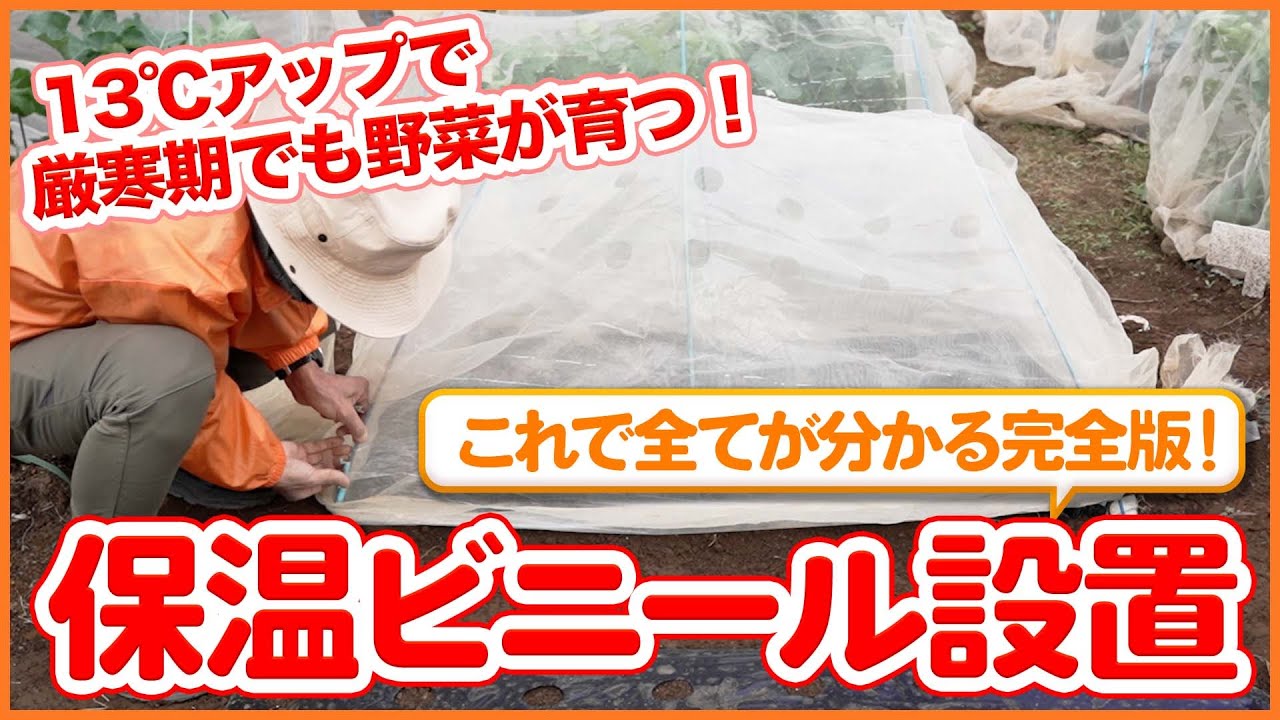 【完全ガイド】保温ビニールの正しい設置法！厳寒期でも野菜が元気に育つコツを徹底解説！【農園ライフ】【シェア畑】