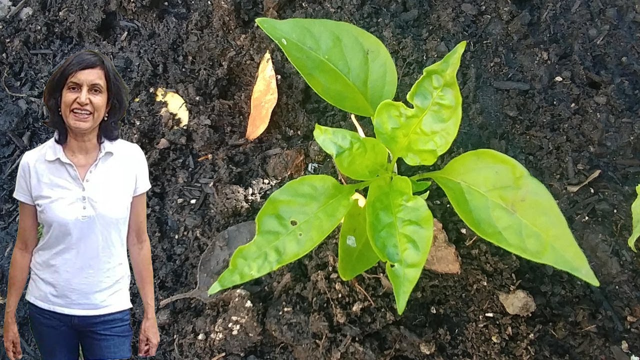 Growing Spanish Padron Peppers - first 10 weeks with updates