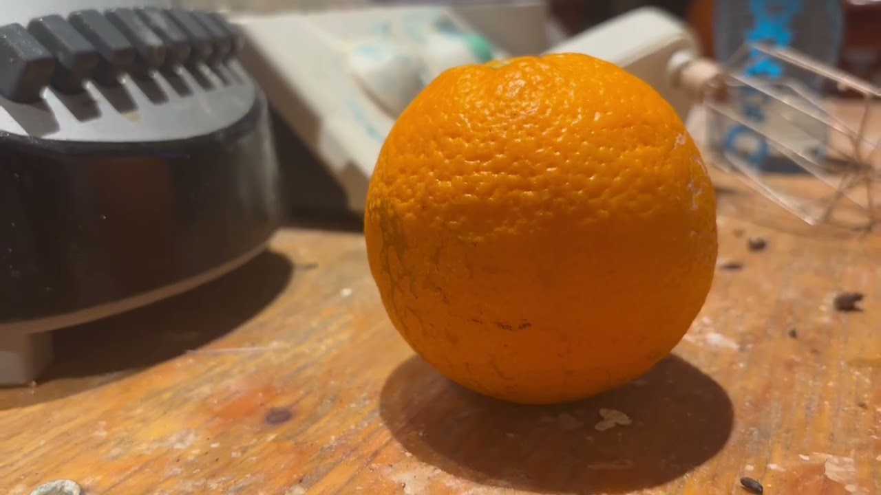 The annoying orange (in real life)