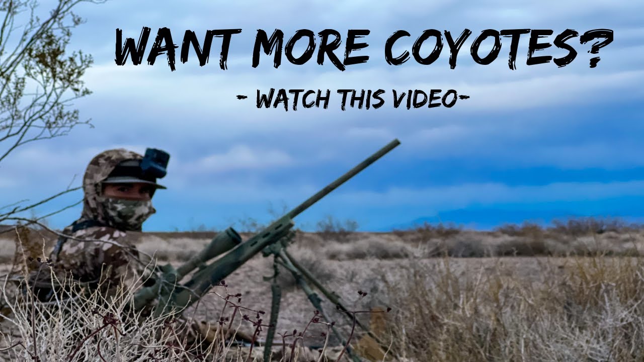 COYOTE HUNTING GOLD!!! CALL More COYOTES After These Tips!!