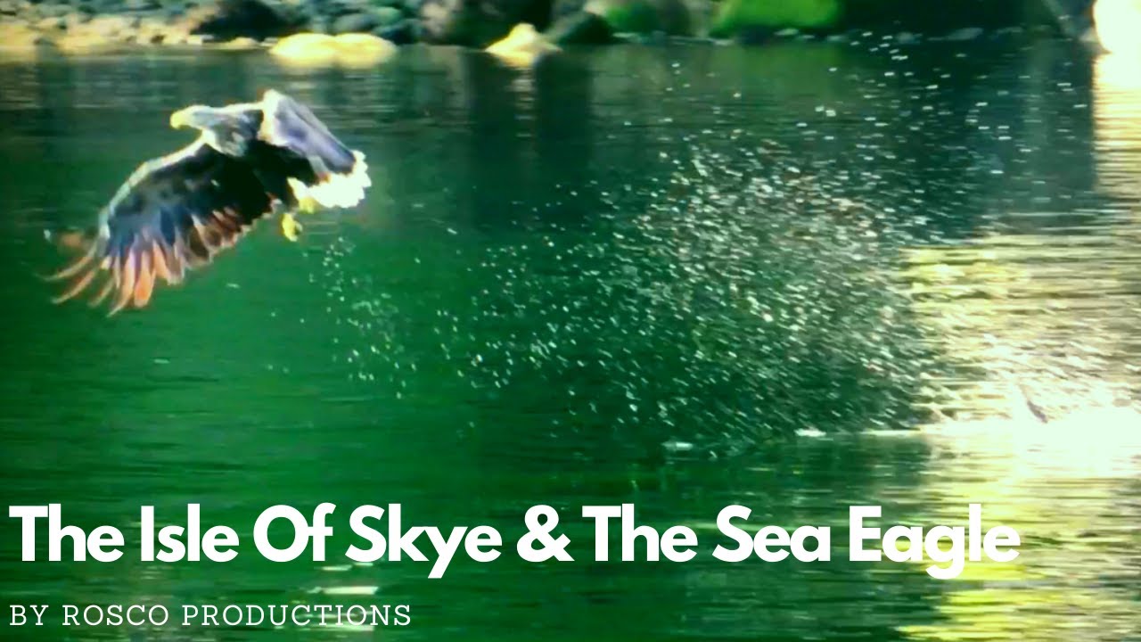 White Tailed Sea Eagles And The Isle Of Skye Scotland Wildlife.