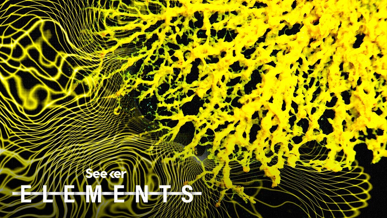 This Brainless Organism is Mapping Dark Matter