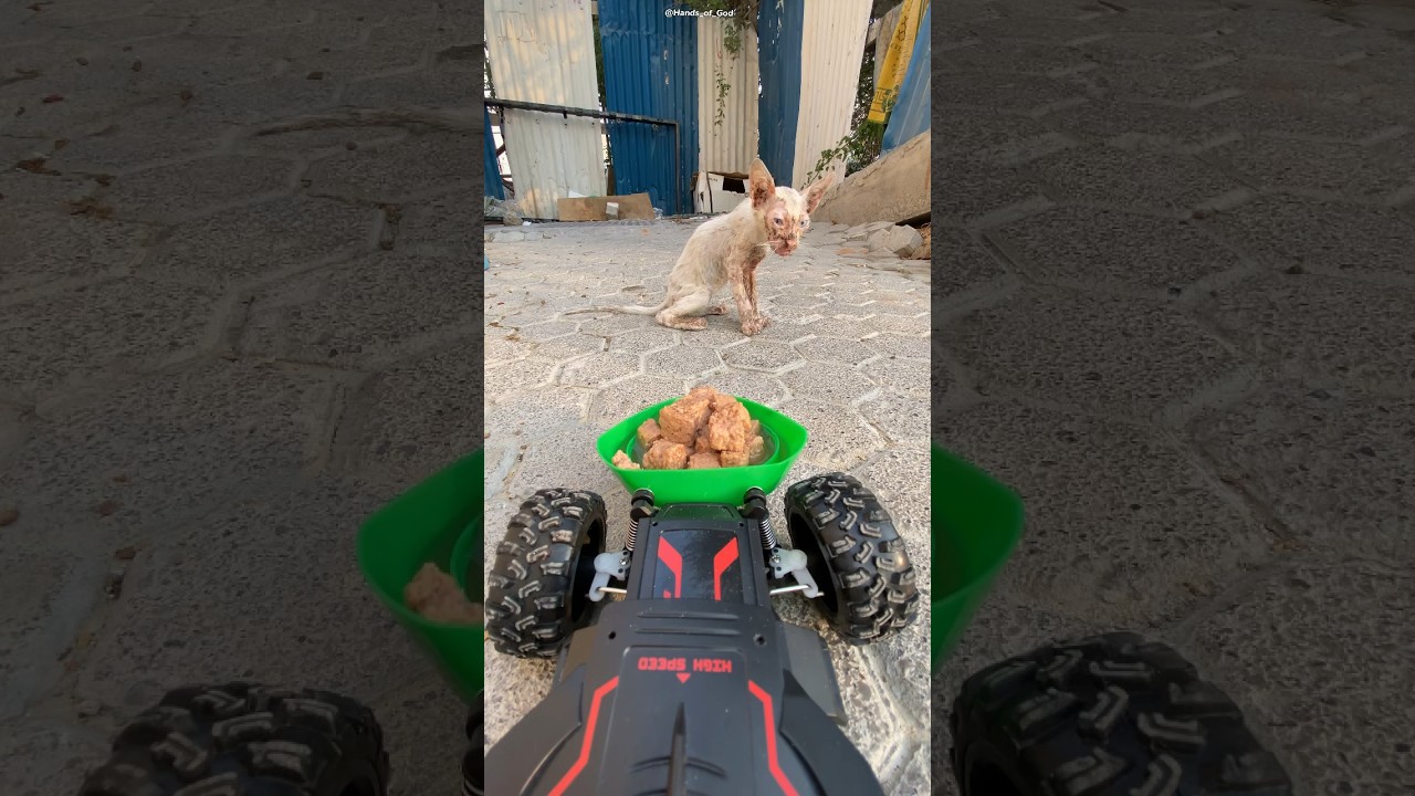 Feeding stray cats with Rc car🙌🏻|  Exhausted kitten😓| #shorts #feed