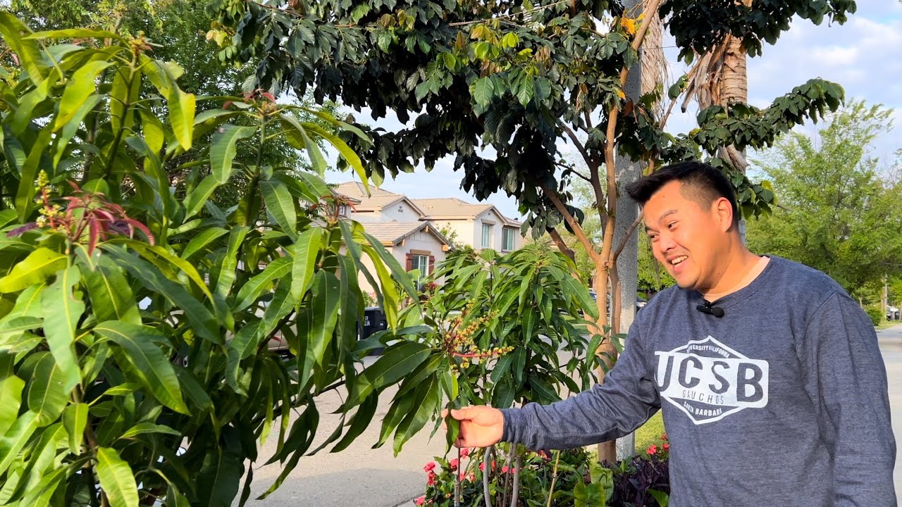 Why You Should Grow Mango Trees in California's Central Valley