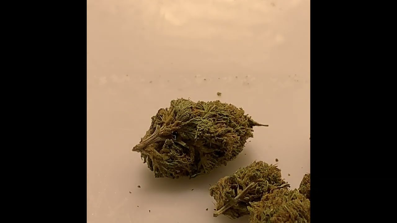 GOODBUDS &ldquo;Gluerangutan&rdquo;