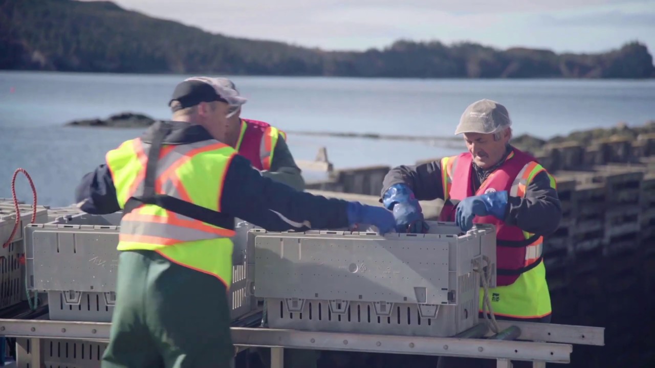 Royal Greenland Astici americani - pesca e trasformazione
