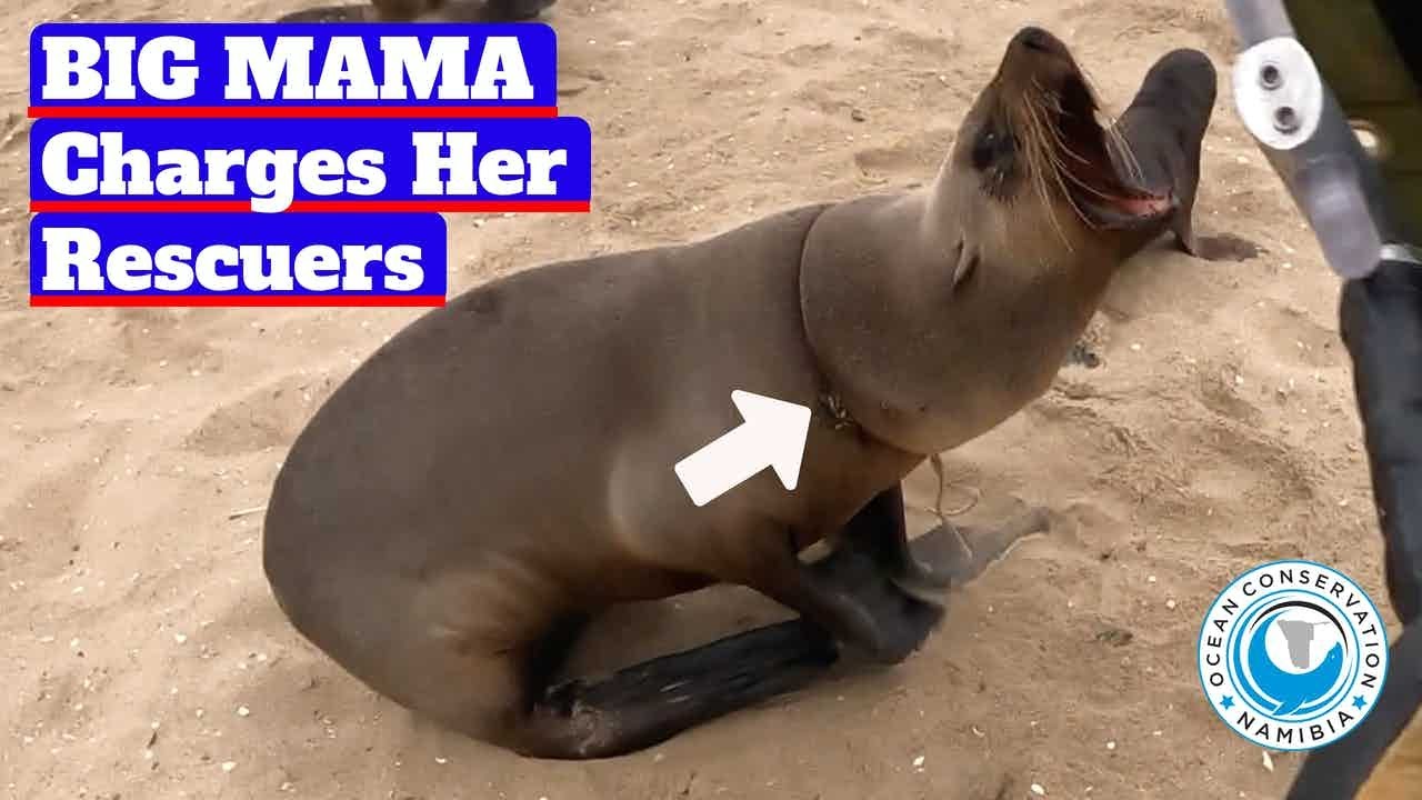 Seal Charges Her Rescuers!