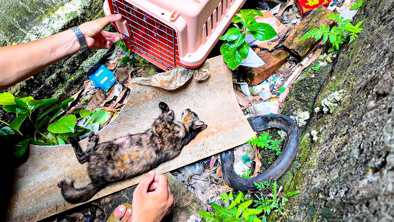 From Fear to Safety: Emergency Cat Rescue, A Journey to Love and Recovery | LTT Animal - Rescue