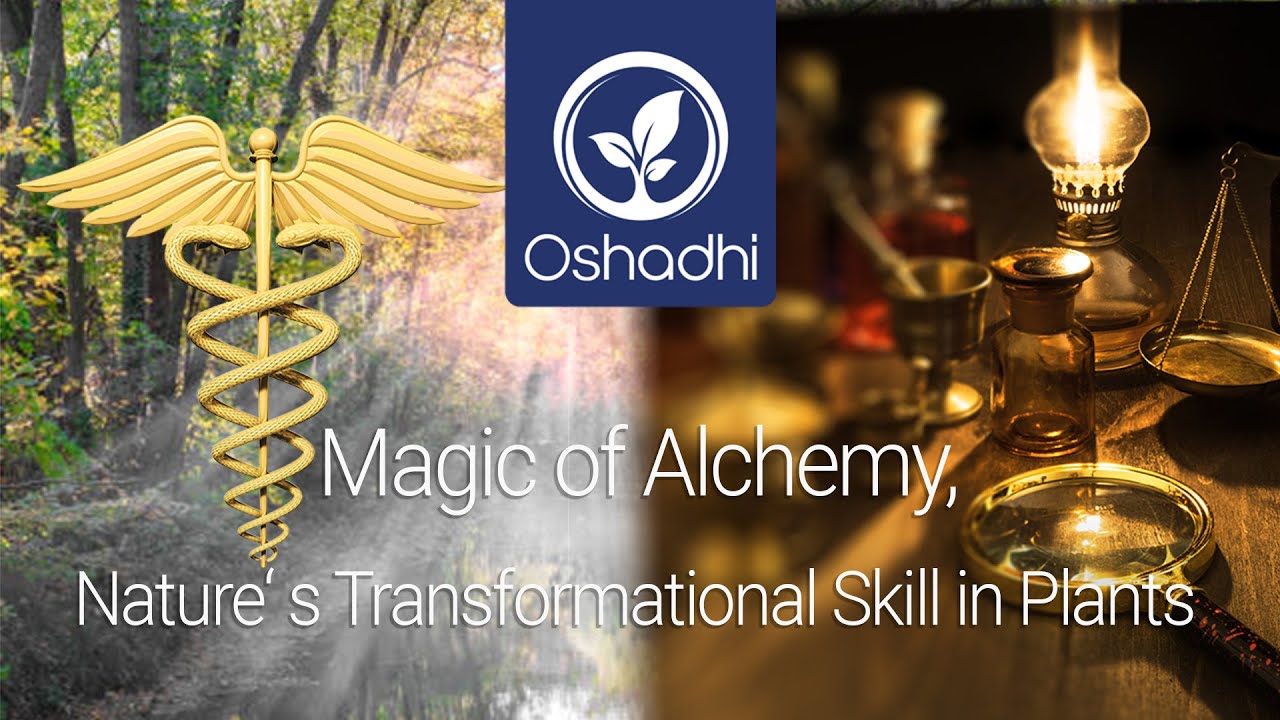 Alchemy and Aromatherapy | Essential-Oil-Plant Portrait by Dr. Malte Hozzel