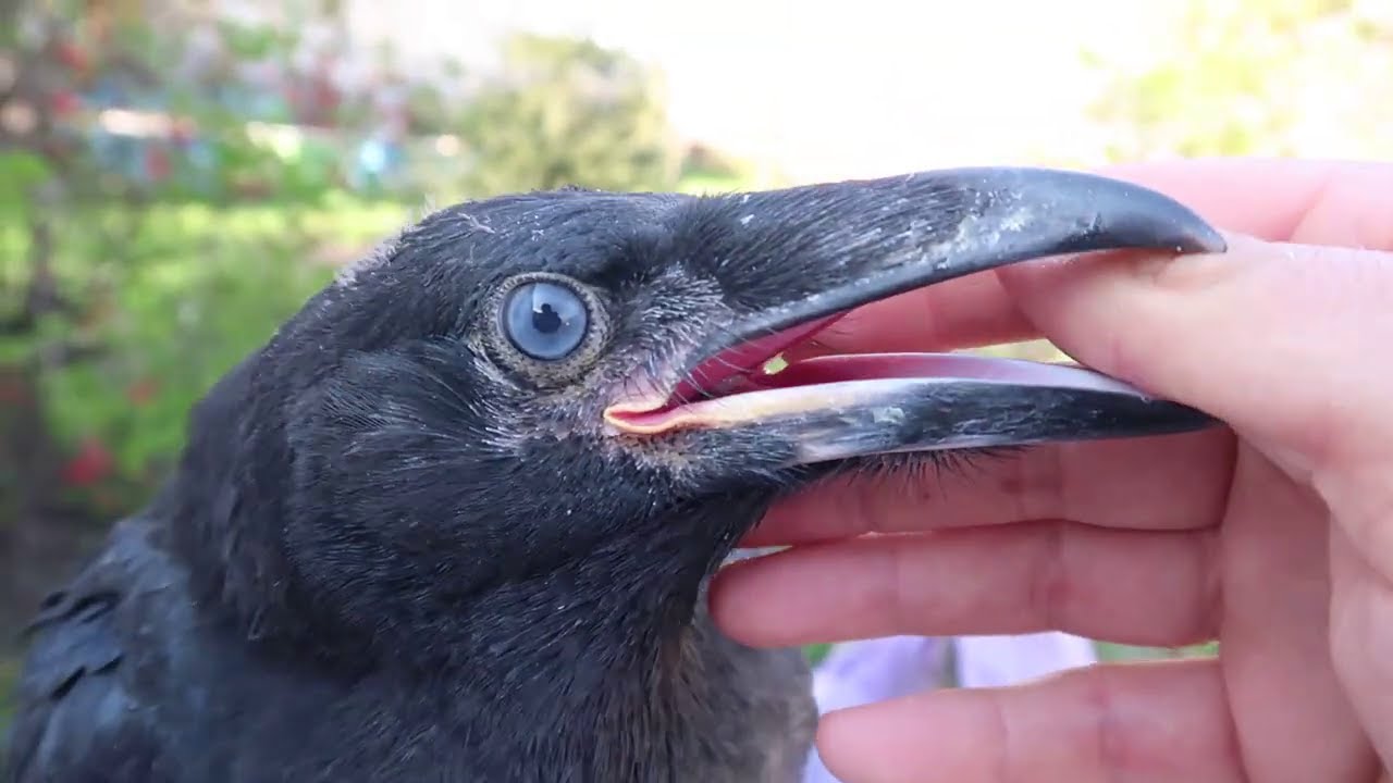 Oh my finger😳harmful crow!