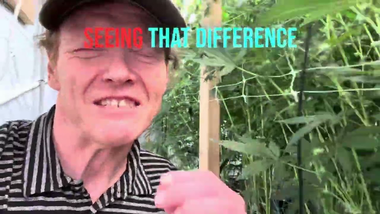 Unlocking the Power of Light & CO₂ in Cannabis Cultivation