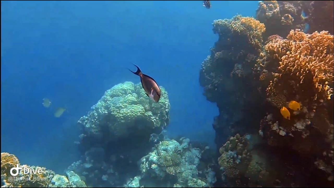 Utopia Beach Club --- Snorkeling Utopia Reef 3 min uncut ---