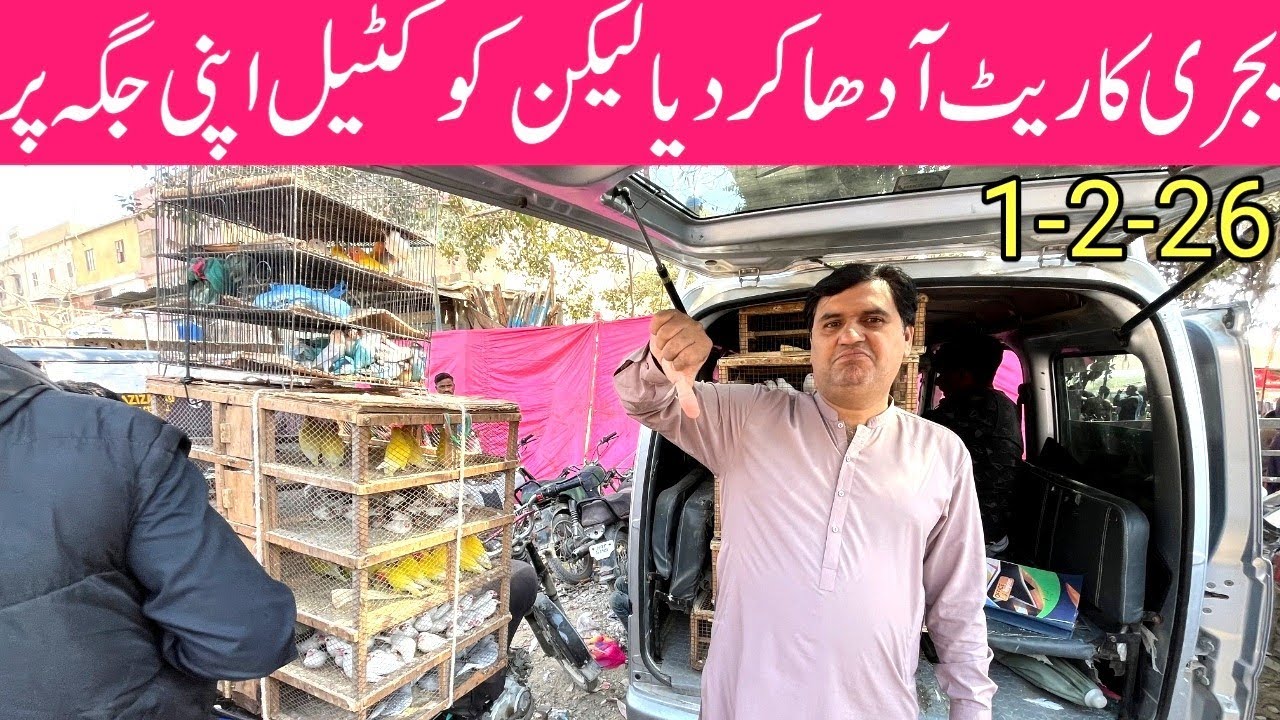 Birds Market Lalukhet Sunday Jaal Update 1-2-26 By BPT