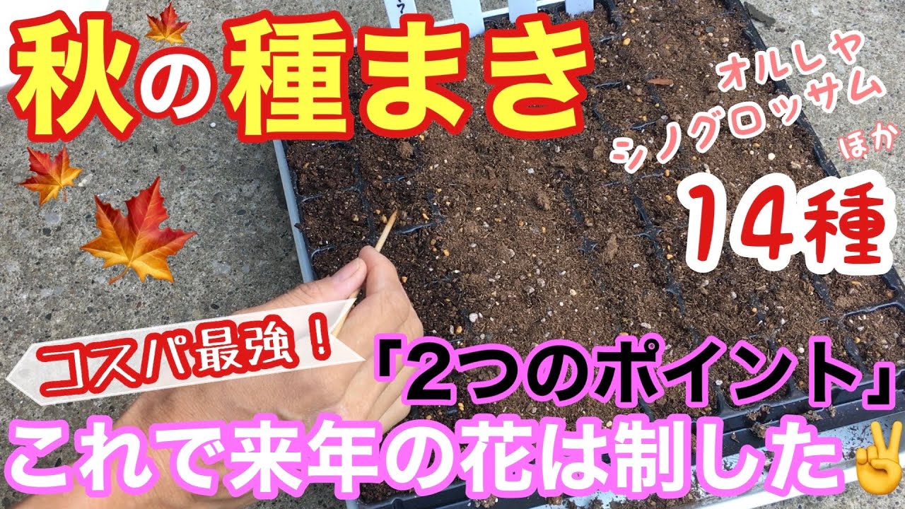 【種まき】9〜10月が適期ですね♫/ 秋播きの花種 / 気温は？土は被せる？/ もう来年の春〜秋のお花の準備です / 国華園・自家採取【ガーデニング】