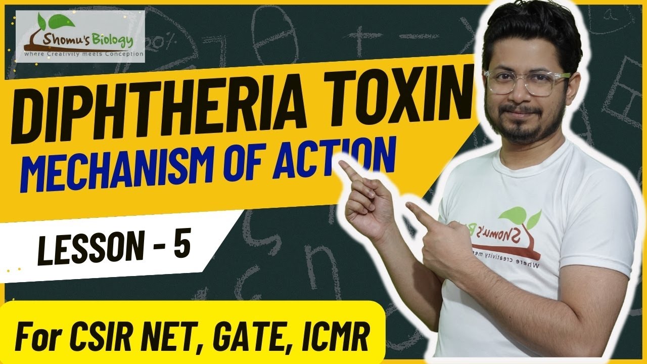 Diphtheria toxin mechanism of action | mode of action