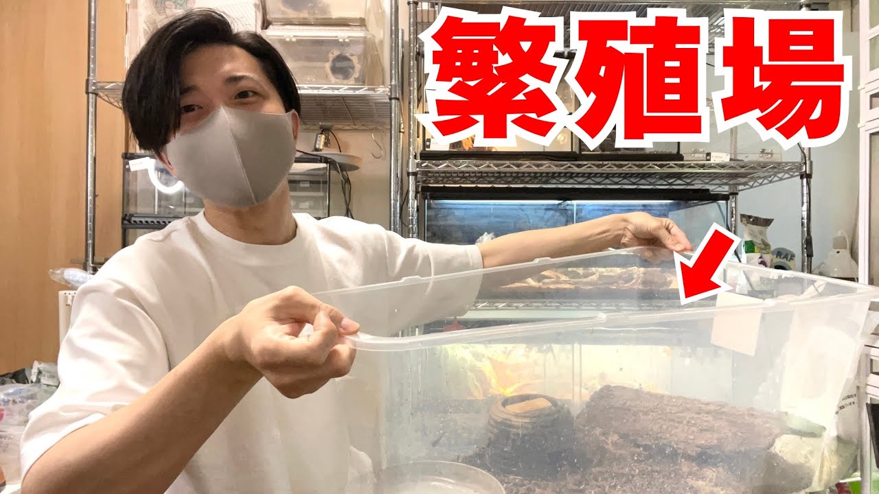 陰キャだけど究極にかっこいいあのトカゲたちの繁殖場を紹介！