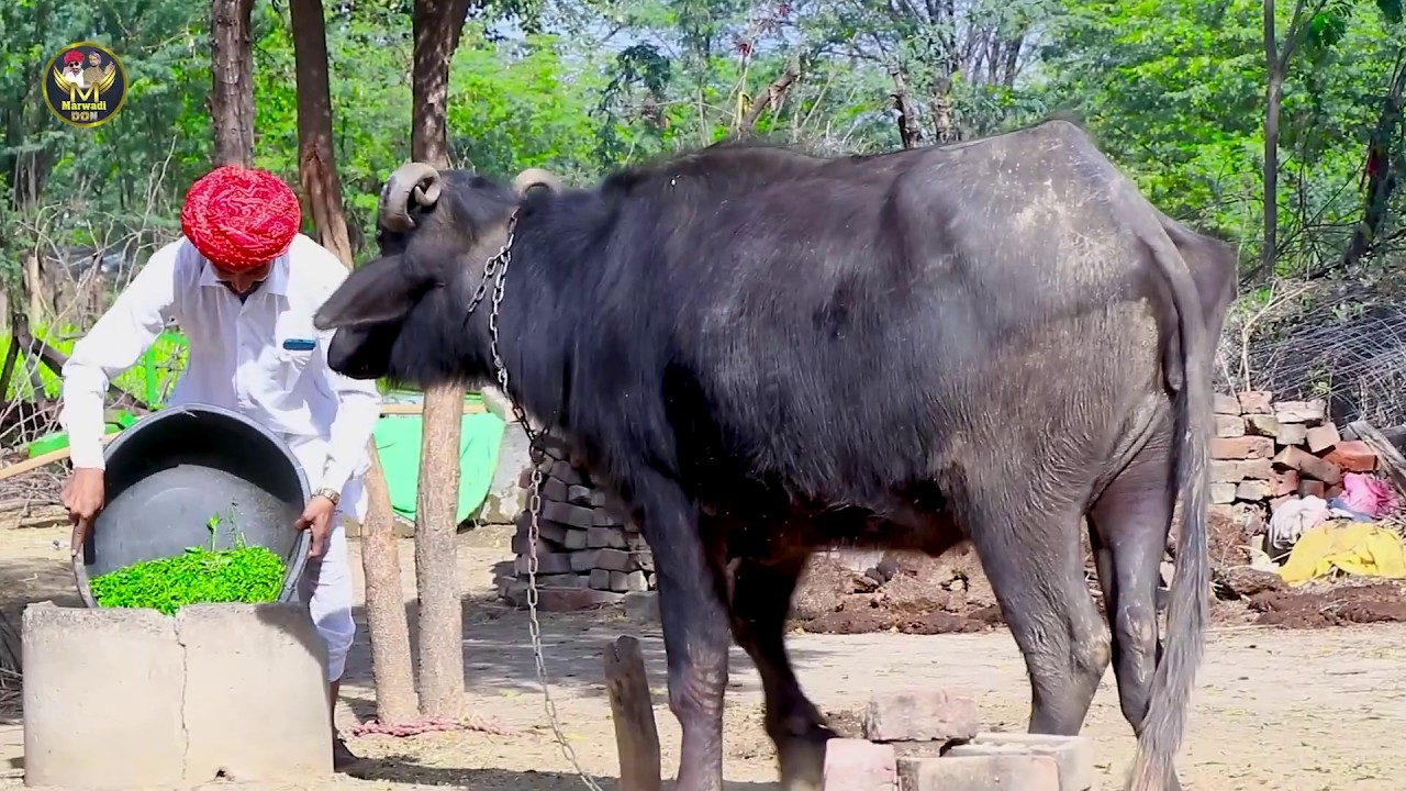 बोध्या को दादो बेचदियो भैंस ||  भैंस कर दी सब ने परेशान | राजस्थानी जोरदार कॉमेडी 2026 New Comedy