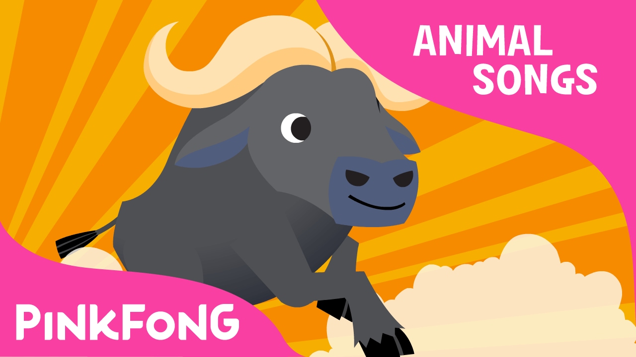 Follow Me Buffalo | Buffalo | Animal Songs | Pinkfong Songs for Children