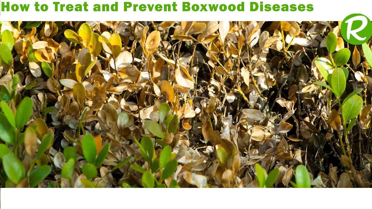 How to Treat and Prevent Boxwood Diseases