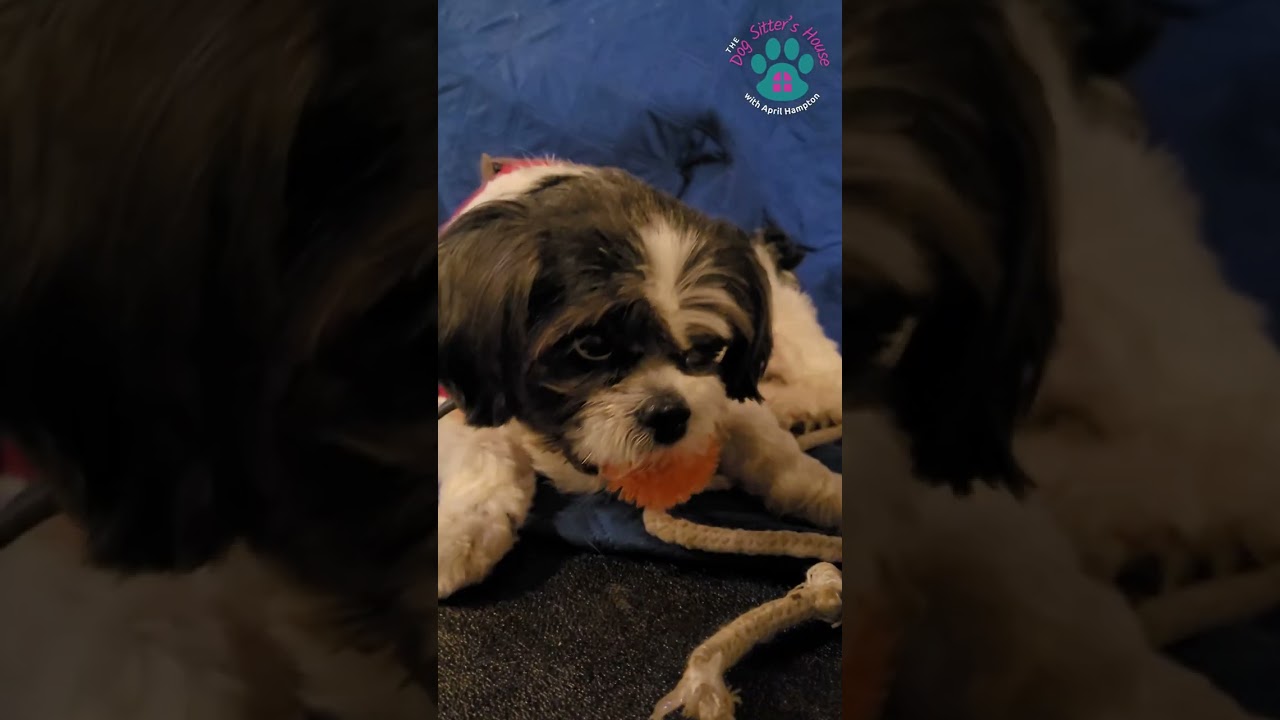 PET SITTERS! THIS COULD BE CAUSING YOU TO STRUGGLE... | EPISODE 1