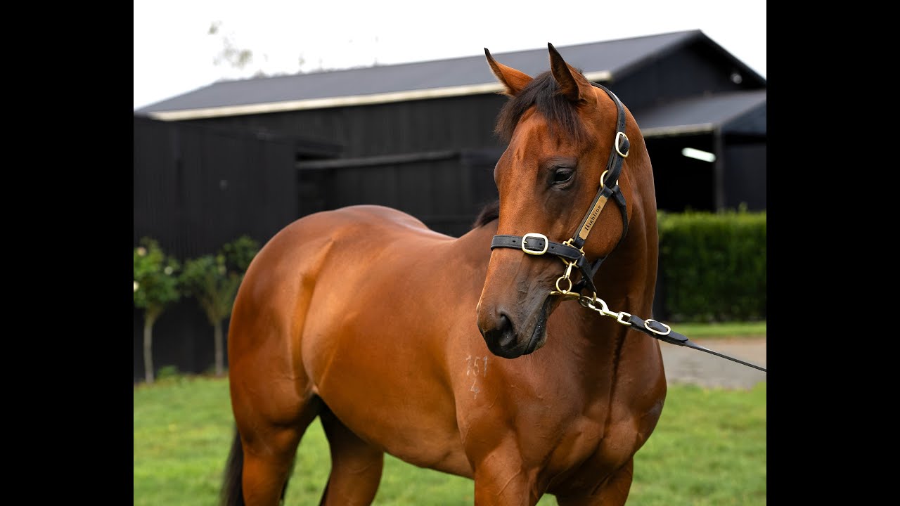 Lot 444 SO YOU THINK x GAYA filly - 2026 NZB Karaka Yearling Sale
