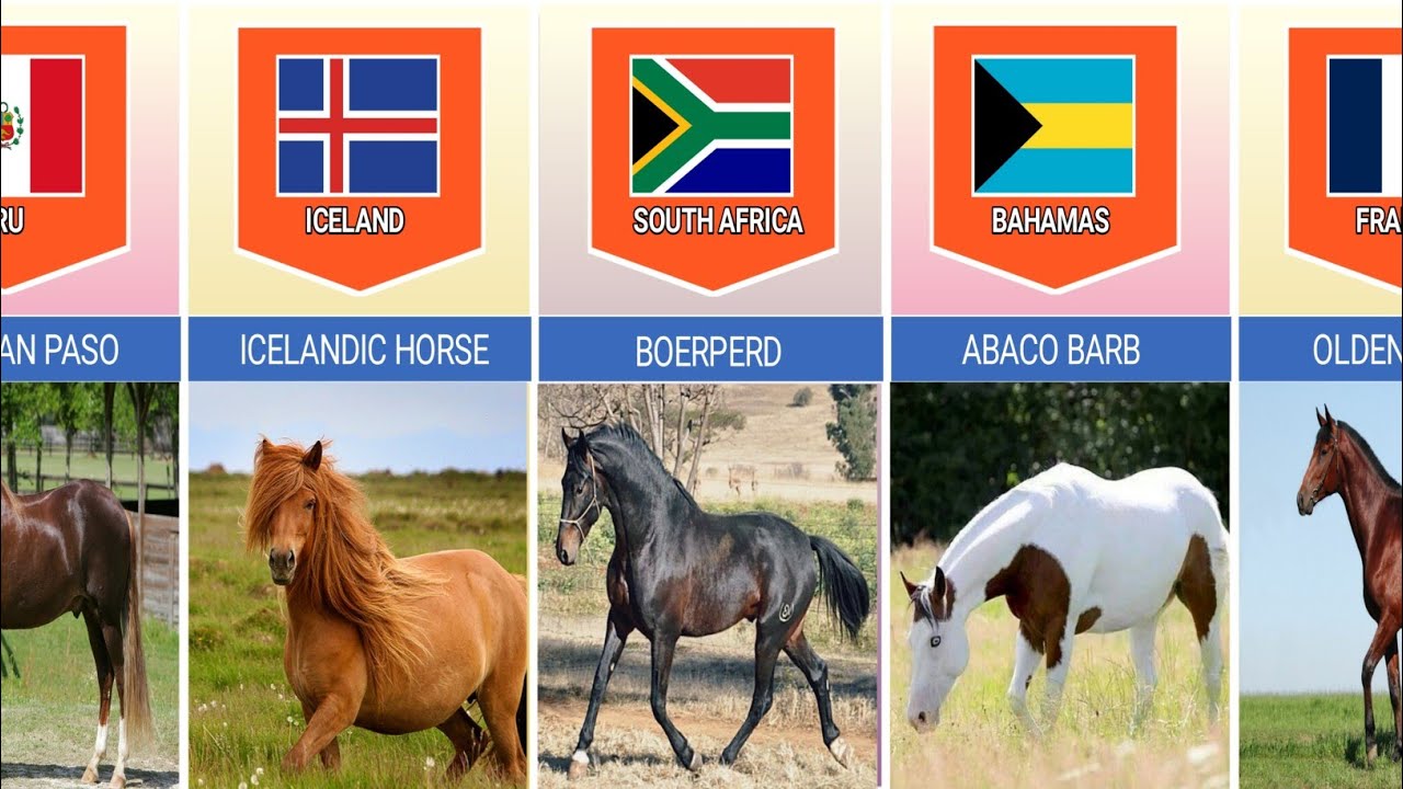 Horse Breeds From Different Countries