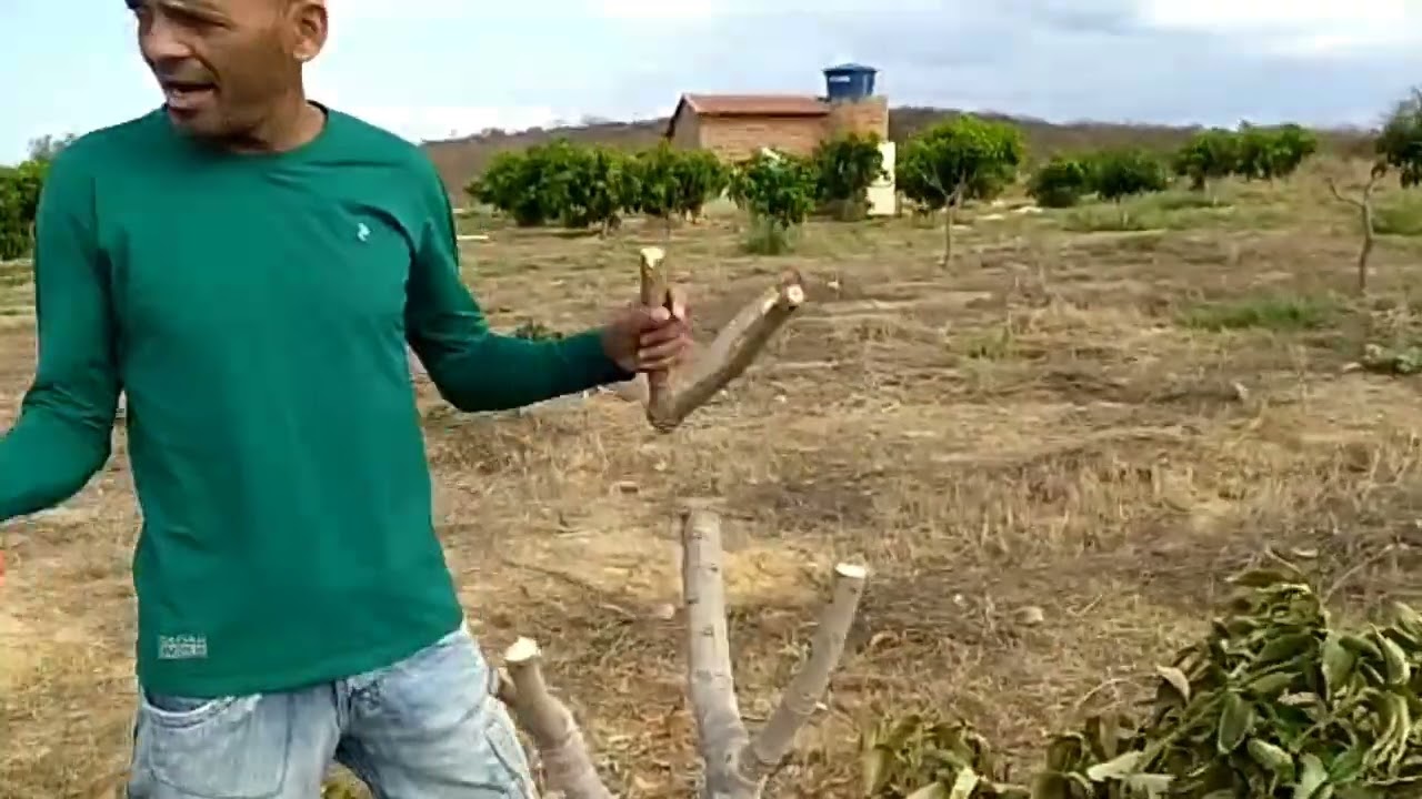 Poda drástica de mangueira