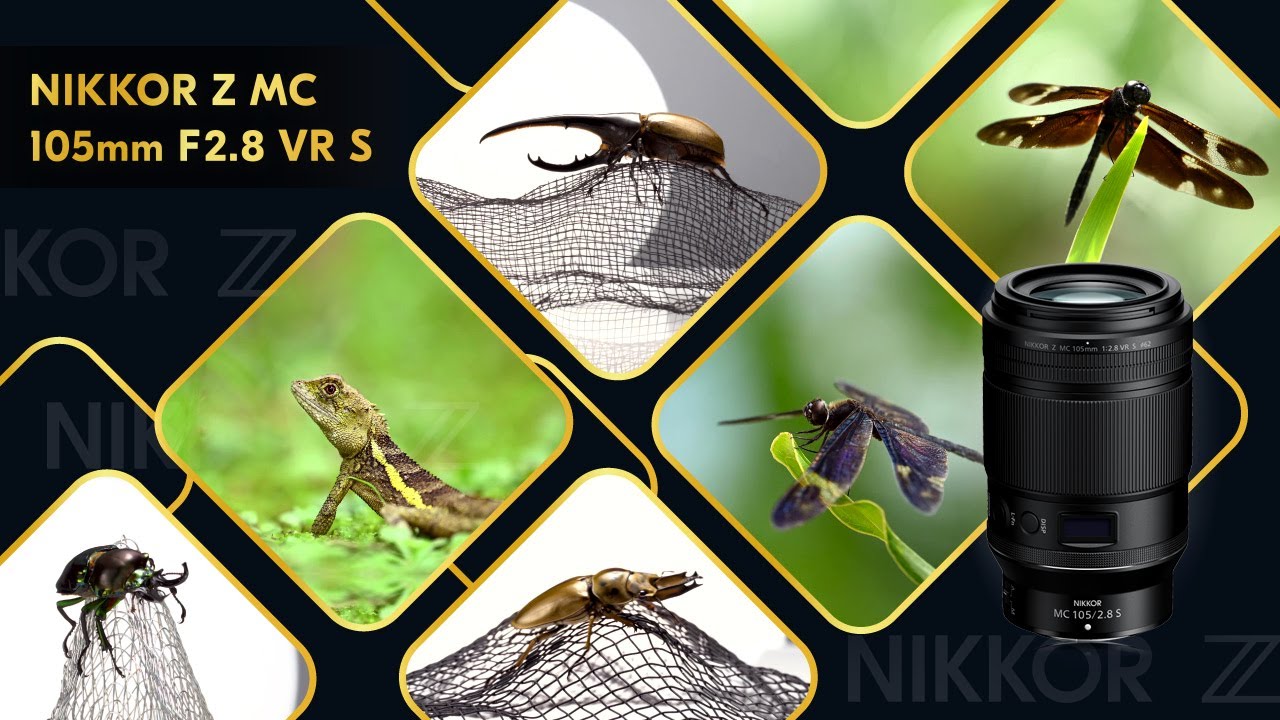 NIKKOR Z MC 105mm f/2.8 VR S｜可愛與迷人的微觀世界