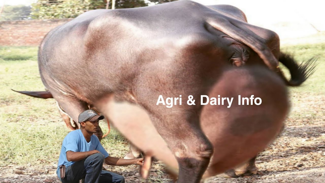 World's No 1 Highest Milking Biggest Udder Murraha Buffalo Full Documentary || Murraha Buffalo Info