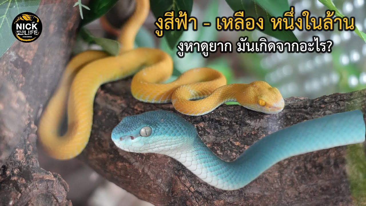 ลุยดิบ EP.118 งูสีฟ้า-เหลือง งูเห่าฟ้า งูหาดูยาก มันเกิดจากอะไร?