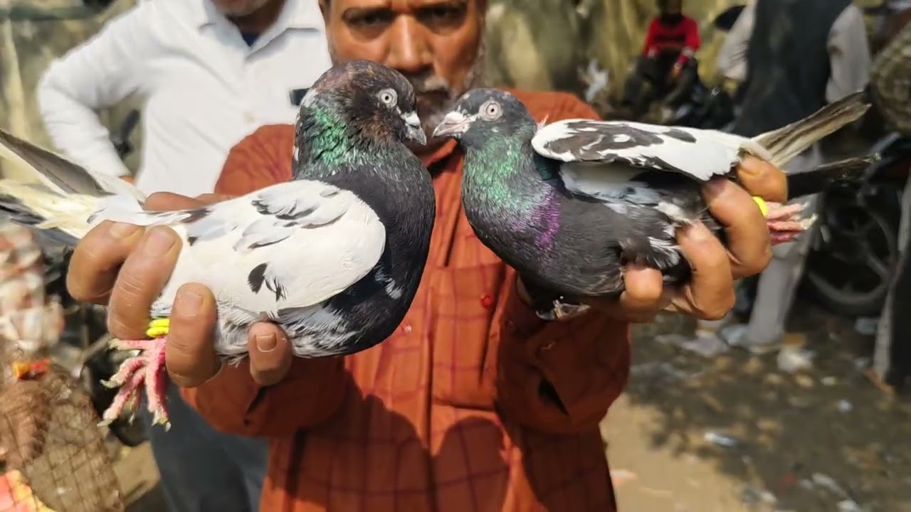 Bilaspur ka bajar ka shauk karo
