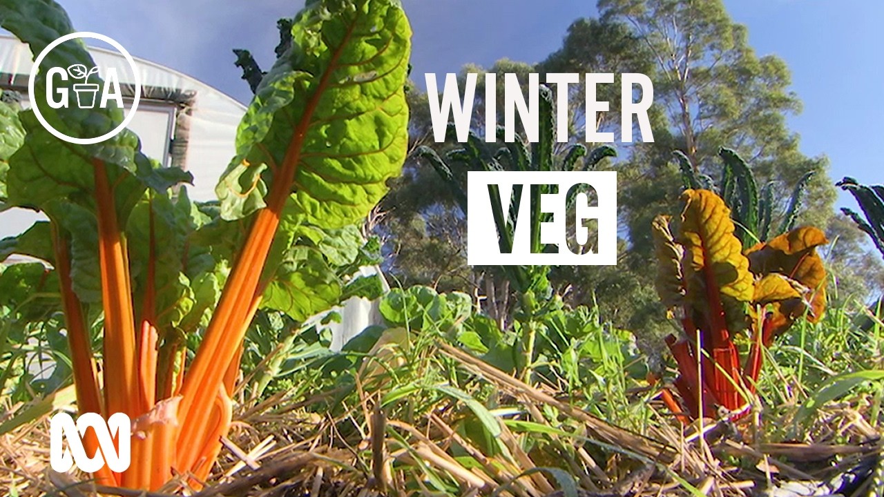 Pro tips on getting the best out of winter vegetables | Gardening Australia