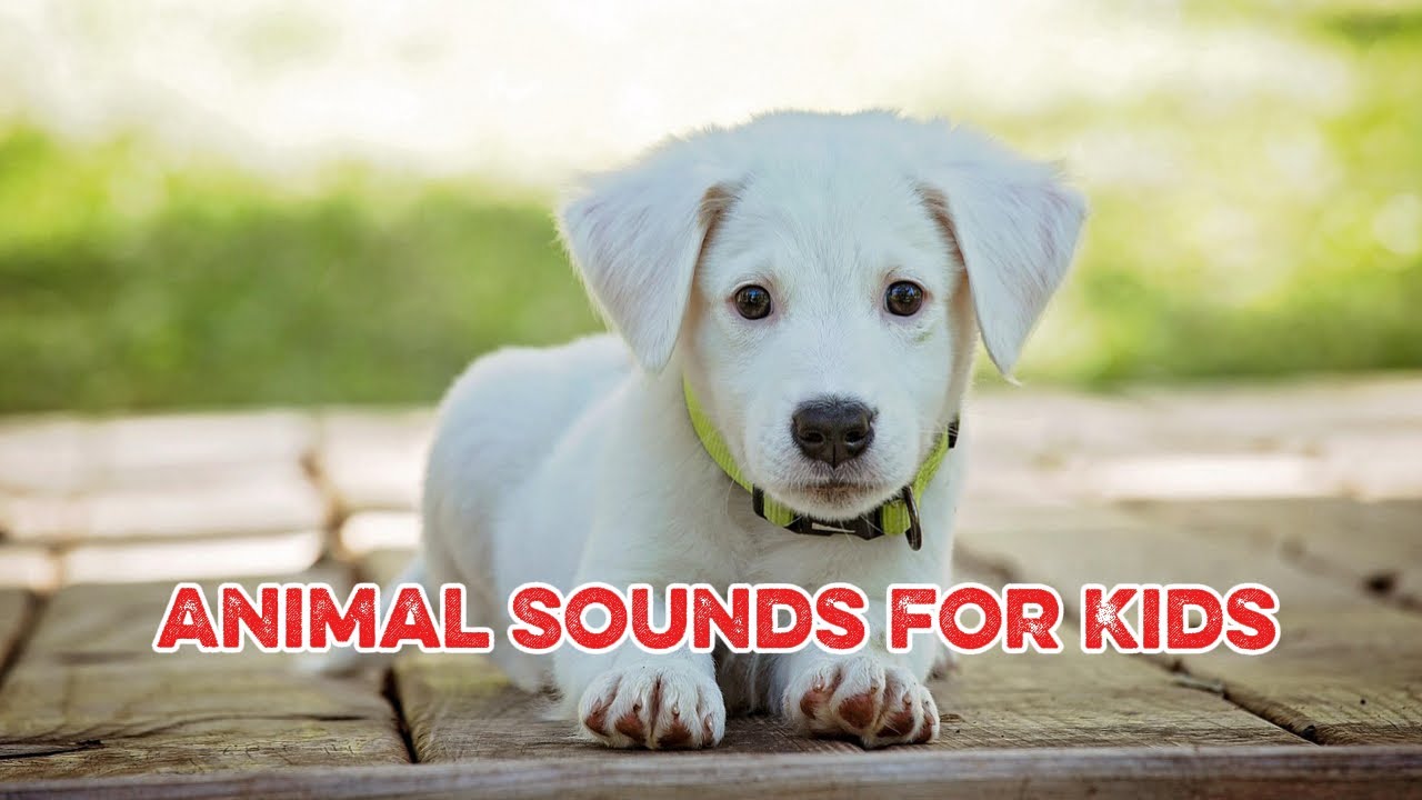 Animal Sounds for Kids in Learning Phase #animals #animalsounds #wildanimals #animalsounds #viral 