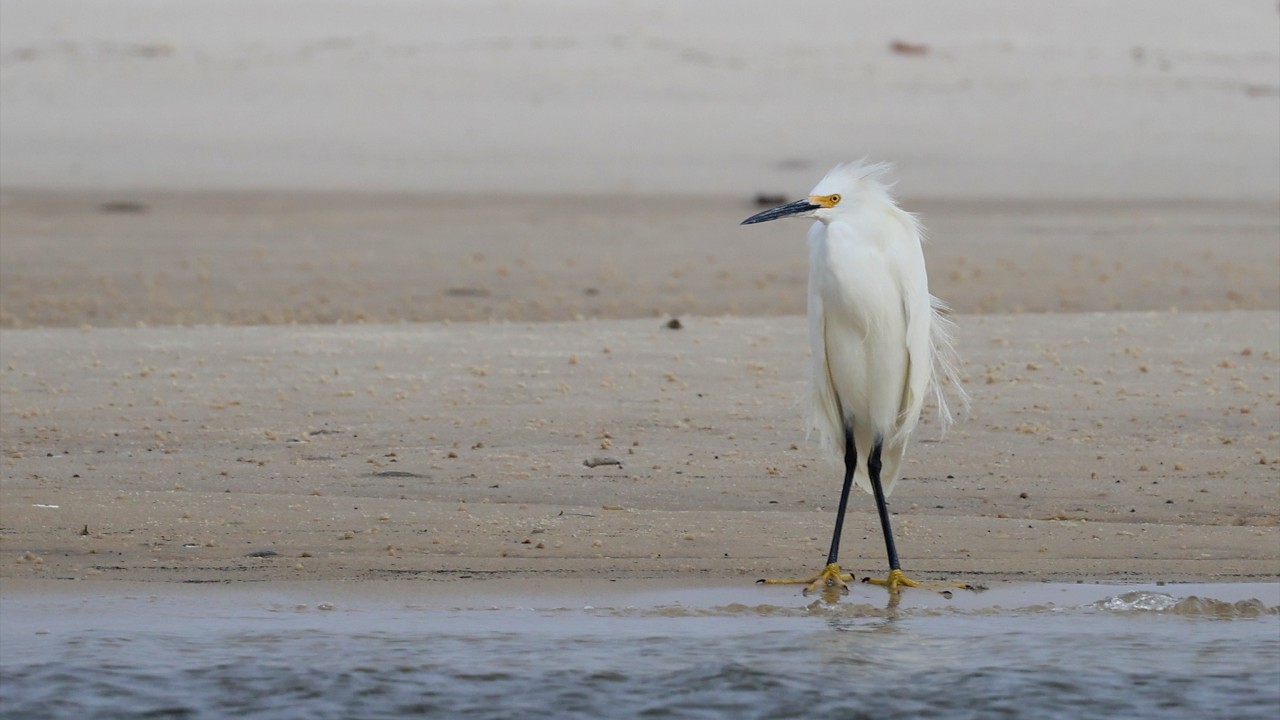 Weekend of Birding on Dauphin Island