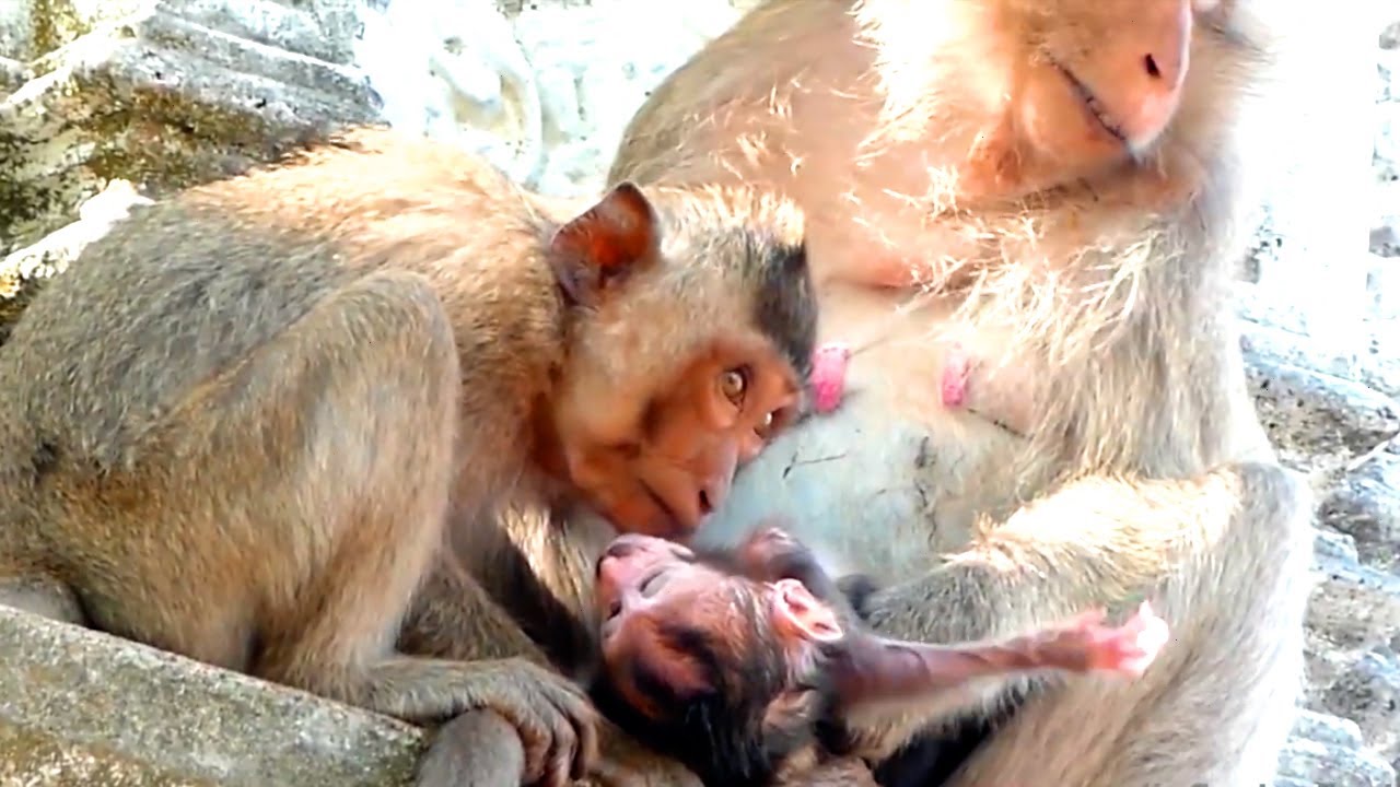 The poor baby Premature babies get nasopharyngitis because the weather is too high