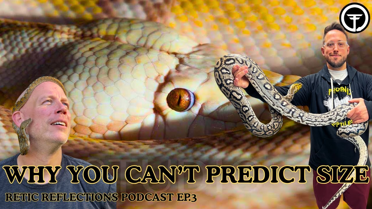 Why Retic Size Is Hard To Predict - And Why Dwarf Blood Matters | Retic Reflections Ep.3 (Live)