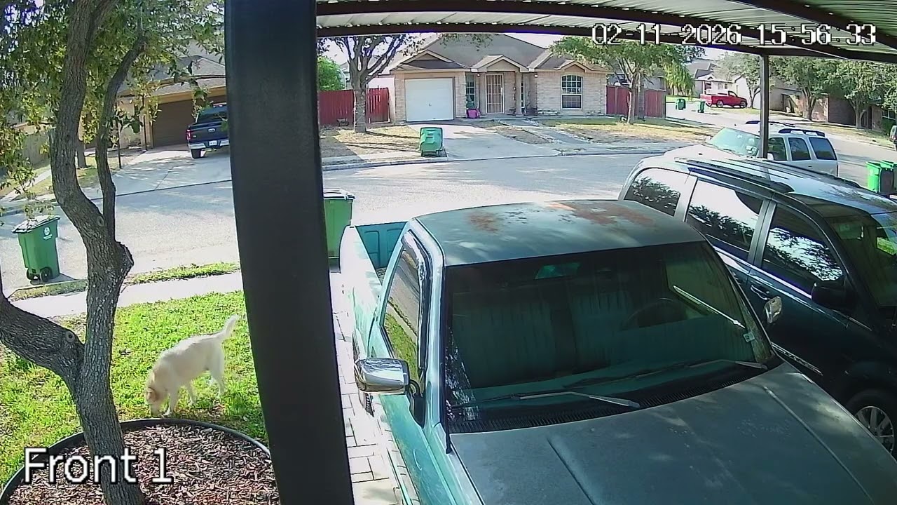 02/11/2026 - Neighbor's Dog Intrusion and lawn damage