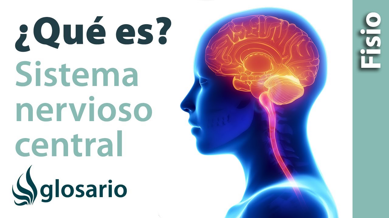 SISTEMA NERVIOSO CENTRAL | Qu&eacute; es, c&oacute;mo funciona, partes, qu&eacute; controla y qu&eacute; estructuras lo protegen