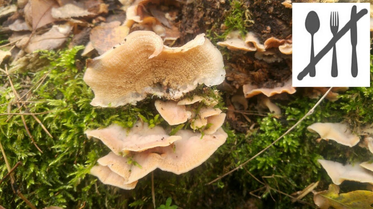 Żylak trzęsakowaty&nbsp;(Phlebia tremellosa) Jaworzno