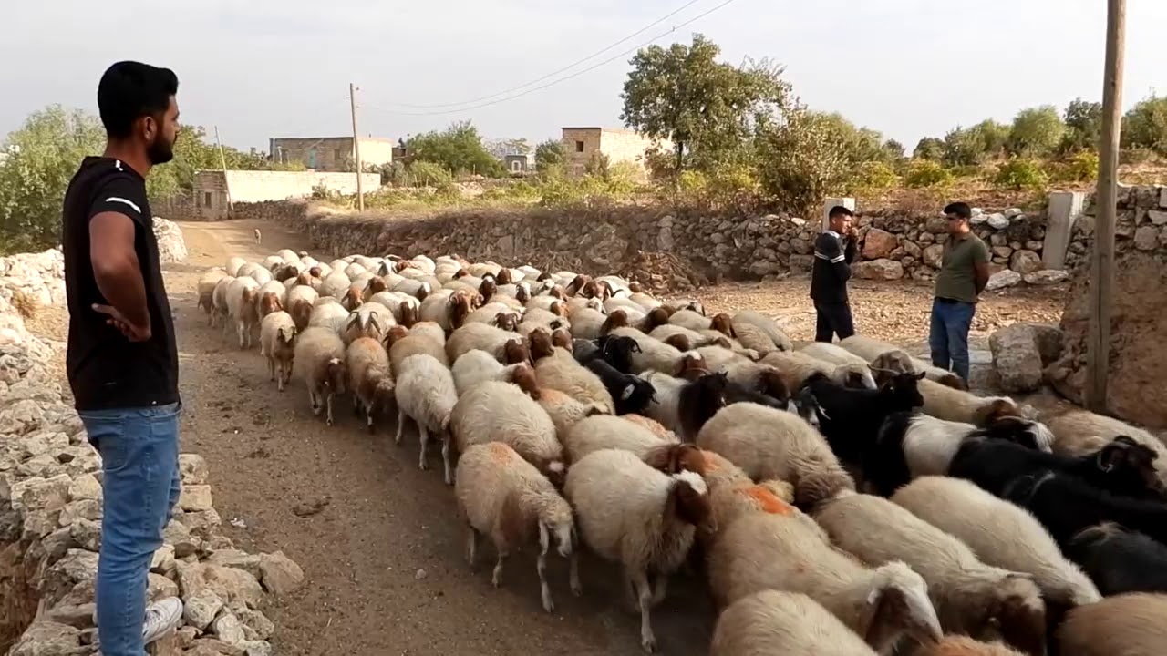 63- MARDİN /NUSAYBİN/XEREP (KORUKÖY)