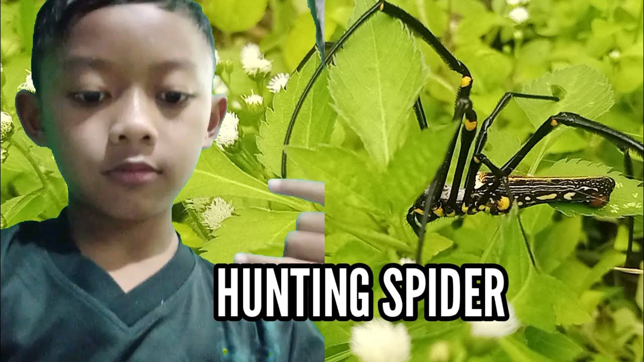 EPS 010 .HUNTING SPIDER GOOD LUCK AREA 