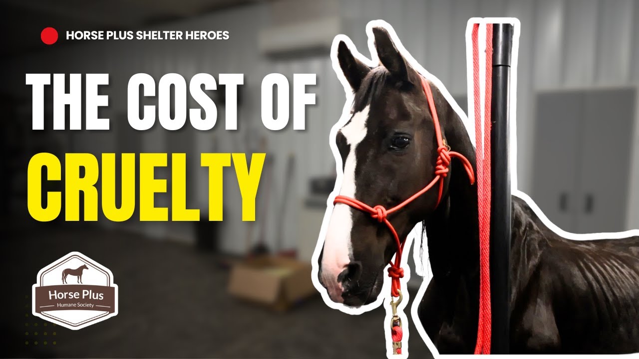 Damage That Can't Be Undone | Horse Shelter Heroes - S6 E18