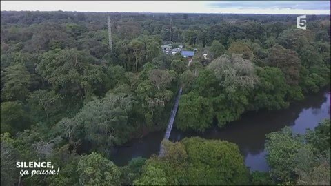 Du cacaotier au chocolat - Silence, ça pousse !