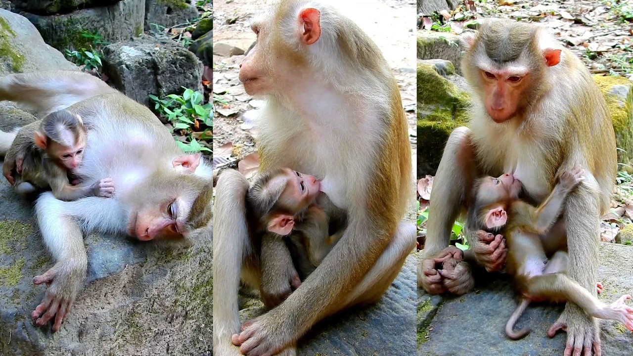 Cute Lucan hugs mum carefully when Lauy mum sleeping on stone up and down.